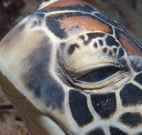 Turtle Bommie - Tourism Hervey Bay