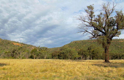 Weddin Mountains National Park - Hervey Bay Accommodation 0