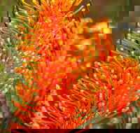 Wongan Hills Wildflowers - Tourism Hervey Bay