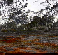 Woylie Walk Dryandra Woodland - Hervey Bay Accommodation