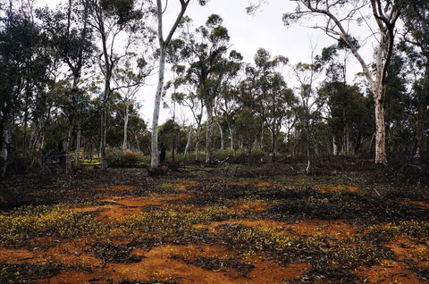 Woylie Walk, Dryandra Woodland - Hervey Bay Accommodation 0
