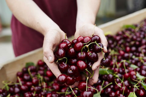 Yarra Valley Cherries - Tourism Hervey Bay 0