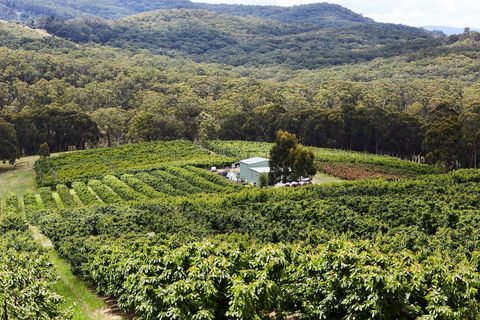 Yarra Valley Cherries - Tourism Hervey Bay 2