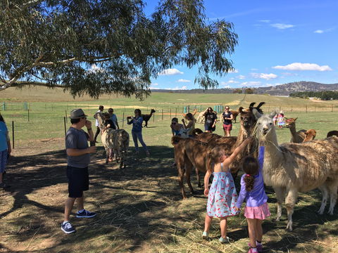 Alpaca Magic Stud - Hervey Bay Accommodation 0