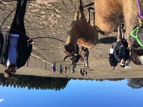 Alpaca Magic Stud - Hervey Bay Accommodation 1