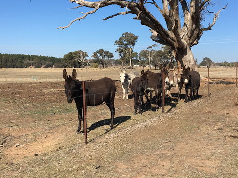 Alpaca Magic Stud - Hervey Bay Accommodation 2