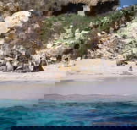 Australian Sea Lions - Hervey Bay Accommodation