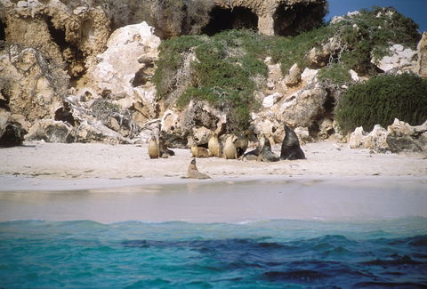 Australian Sea Lions - Hervey Bay Accommodation 0