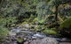 Barrington Tops State Forest - thumb 1