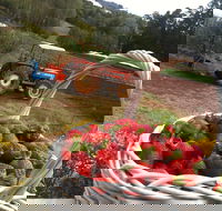 Blue Hills Berries and Cherries - Hervey Bay Accommodation