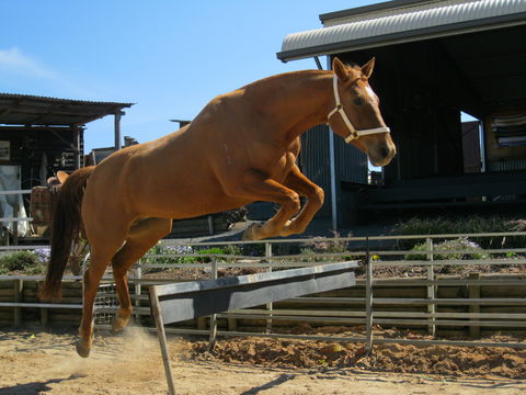 Boggy Creek Show - Hervey Bay Accommodation 1