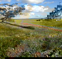 Coorow Wildflower Drive - Tourism Hervey Bay