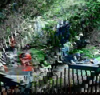 Curtis Falls track Tamborine National Park - Hervey Bay Accommodation