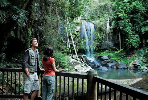 Curtis Falls Track, Tamborine National Park - Hervey Bay Accommodation 0