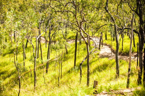 Davies Creek Mountain Bike Park - Hervey Bay Accommodation 0