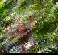 Depot Beach Rainforest Walk - Hervey Bay Accommodation