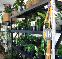 Fancy Plants - Hervey Bay Accommodation