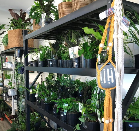 Fancy Plants - Hervey Bay Accommodation 0