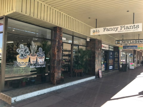 Fancy Plants - Hervey Bay Accommodation 1