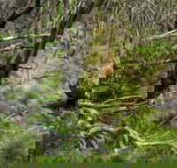 Hopetoun Falls Walking Track - Tourism Hervey Bay