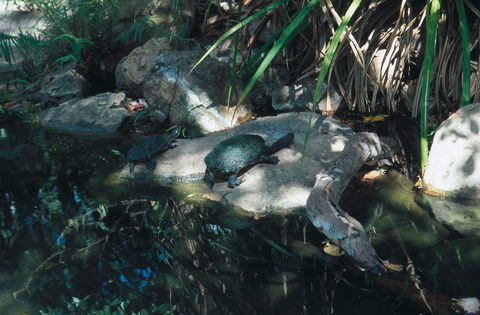 Howard Springs Nature Park - Hervey Bay Accommodation 0