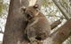 Koala Spotting Narrandera - thumb 0