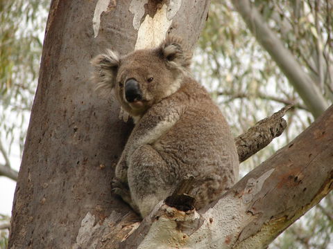 Koala Spotting Narrandera - Tourism Hervey Bay 0