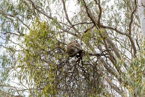 Koala Spotting Narrandera - Tourism Hervey Bay 1
