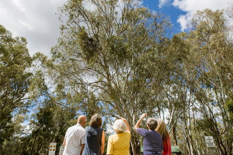 Koala Spotting Narrandera - Tourism Hervey Bay 2