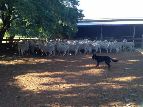 Kuriong Sheep Station - Tourism Hervey Bay 1