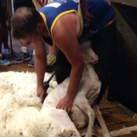 Kuriong Sheep Station - Tourism Hervey Bay 2