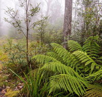 Link Trail - Gloucester Tops to Careys Peak - Hervey Bay Accommodation