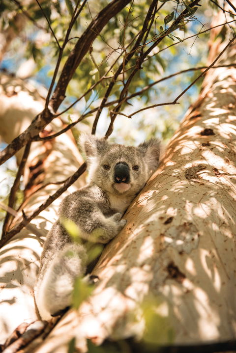 Magnetic Island National Park - Hervey Bay Accommodation 2
