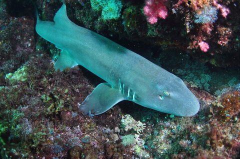 Middle Reef Dive Site - Hervey Bay Accommodation 0