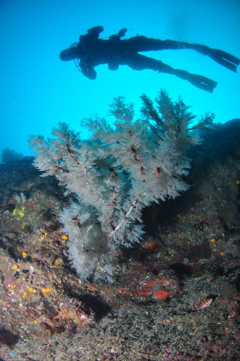 Middle Reef Dive Site - Hervey Bay Accommodation 1