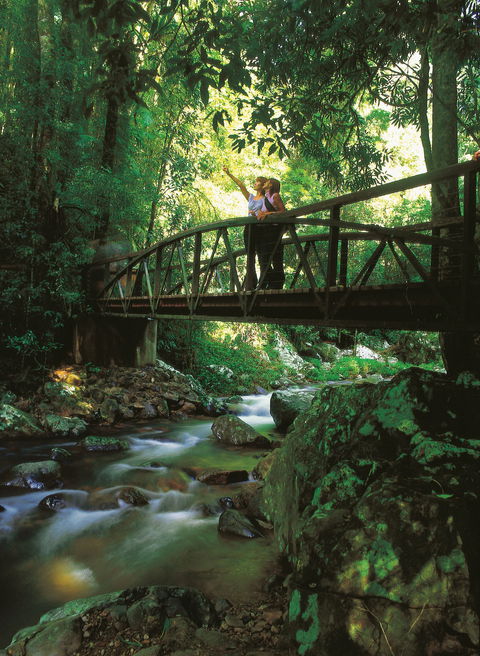 Natural Bridge Circuit, Springbrook National Park - Hervey Bay Accommodation 1