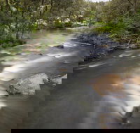 Nymboi-Binderay National Park - Hervey Bay Accommodation