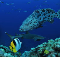 Osprey Reef - Tourism Hervey Bay