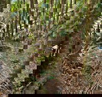 Palm Forest Walking Track - Hervey Bay Accommodation