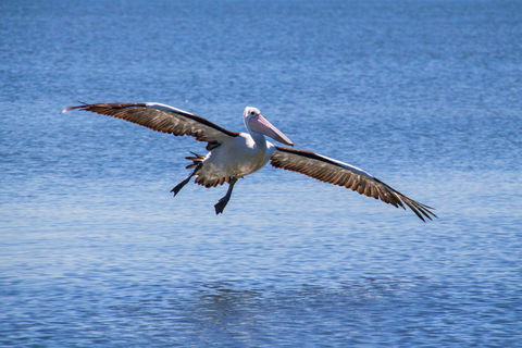 Redland Bay - Hervey Bay Accommodation 1