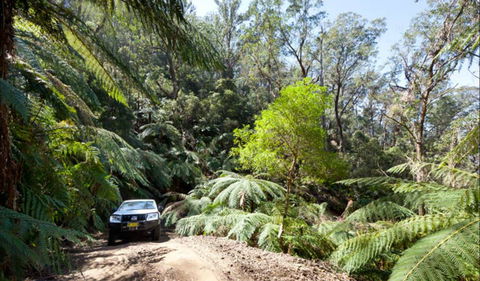 Wadbilliga Road Drive - Tourism Hervey Bay 0
