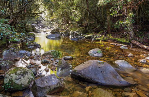 Washpool Walking Track - Tourism Hervey Bay 0