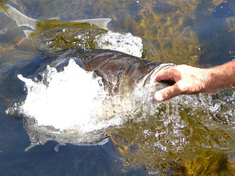 Barra Feeding - Hervey Bay Accommodation 1