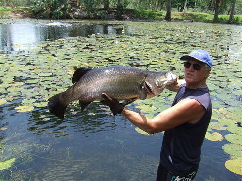 Barra Feeding - Hervey Bay Accommodation 2