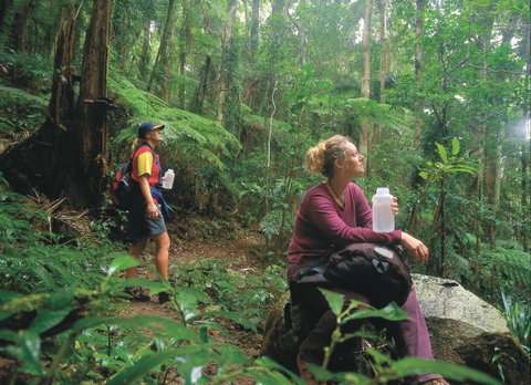 Binna Burra, Lamington National Park - Hervey Bay Accommodation 0