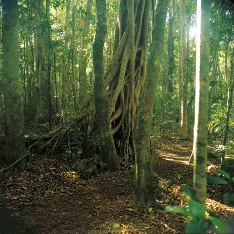 Binna Burra, Lamington National Park - Hervey Bay Accommodation 1