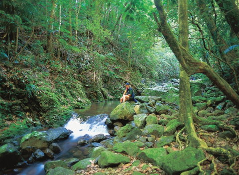 Binna Burra, Lamington National Park - Hervey Bay Accommodation 2
