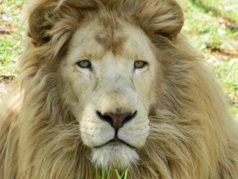 Darling Downs Zoo - Tourism Hervey Bay 0