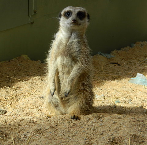 Darling Downs Zoo - Tourism Hervey Bay 1