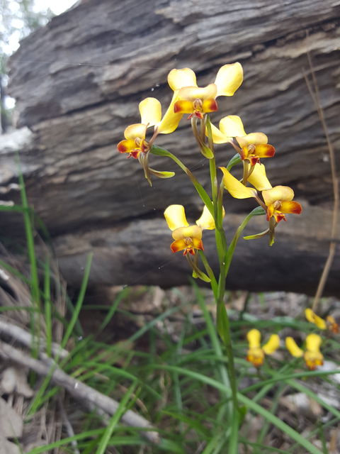 Dawn Atwell Nature Reserve - Hervey Bay Accommodation 0
